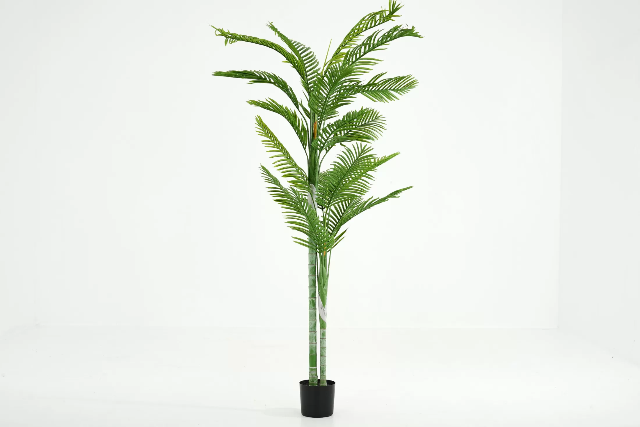 Flamant Decoration^Betel Palm, Plant