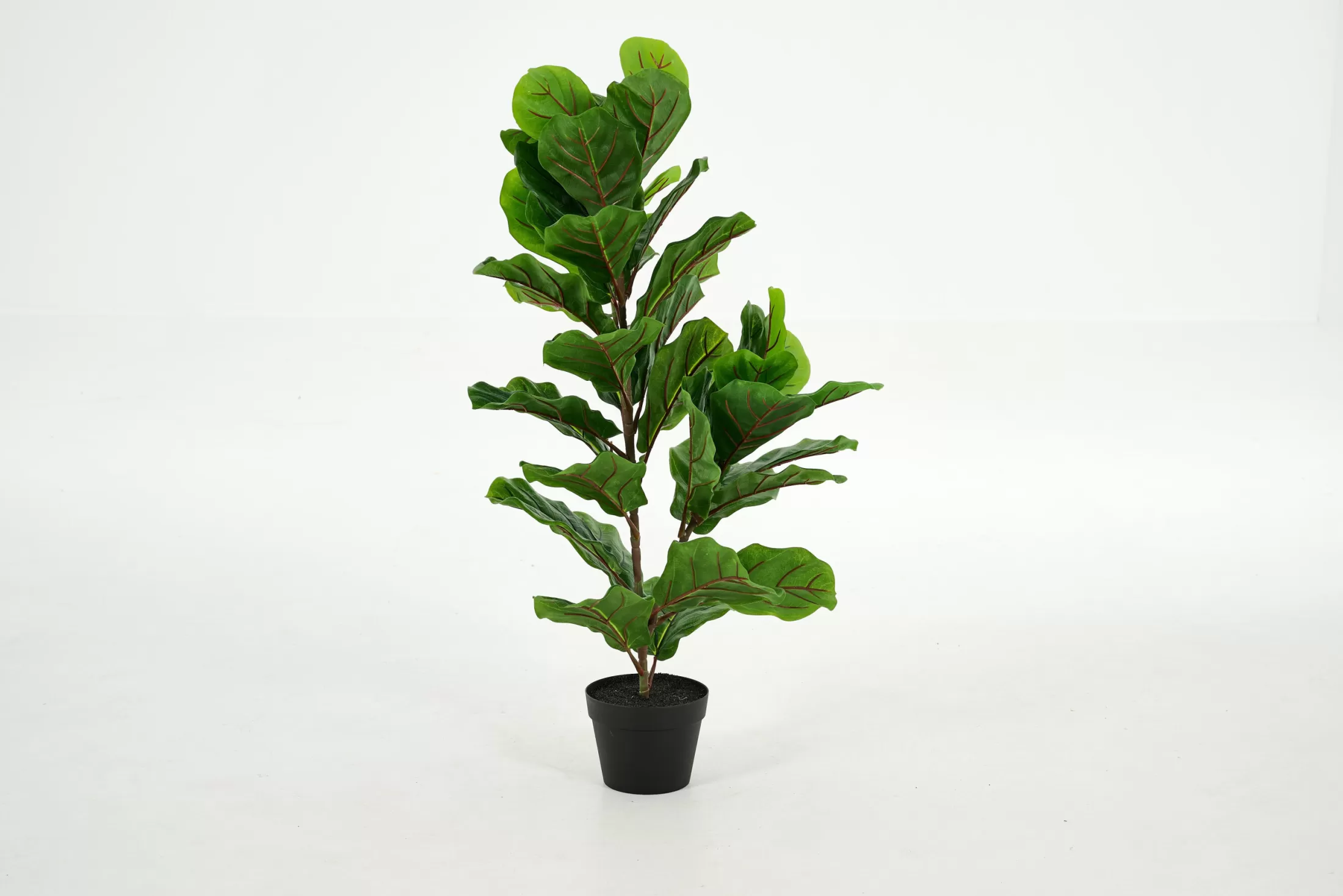 Flamant Decoration^Fiddle Leaf Fig, Plant