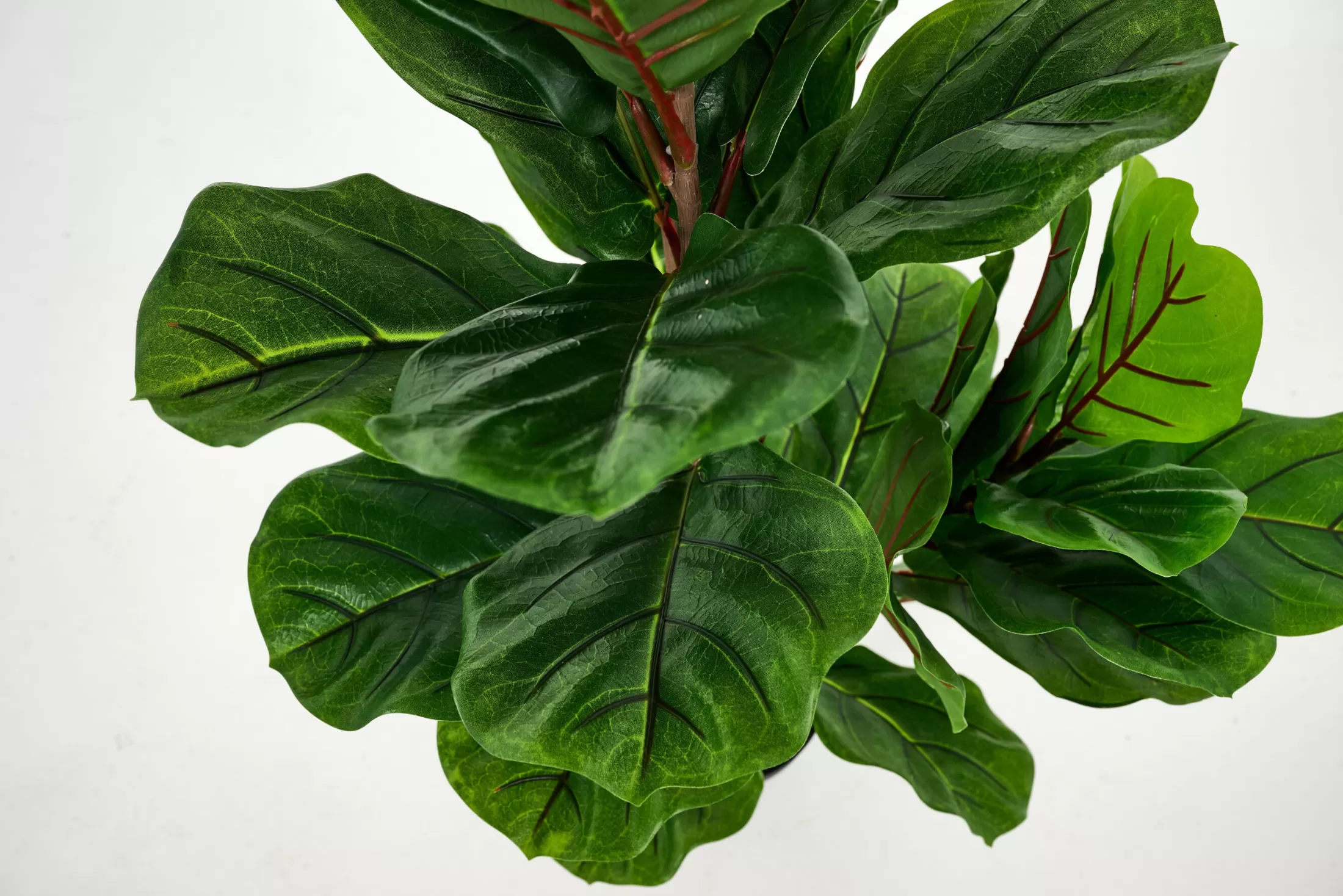 Flamant Decoration^Fiddle Leaf Fig, Plant